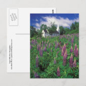 Sugar Hill New Hampshire Lupines and Church Briefkaart (Voorkant / Achterkant)