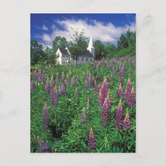 Sugar Hill New Hampshire Lupines and Church Briefkaart (Voorkant)