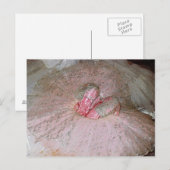 Sugar Plum Briefkaart (Voorkant / Achterkant)