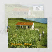 Sugarcane Plantation, Puerto Rico Briefkaart (Voorkant / Achterkant)