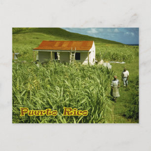 Sugarcane Plantation, Puerto Rico Briefkaart