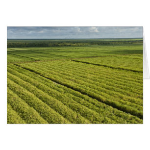 Sugarcane Plantations, Guyana