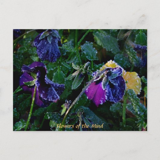 Sugared Pansy, Flowers of the Mind Briefkaart (Voorkant)