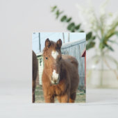 Sugarman's Lynx Briefkaart (Staand voorkant)