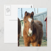 Sugarman's Lynx Briefkaart (Voorkant / Achterkant)