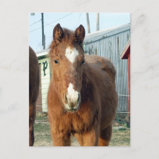 Sugarman's Lynx Briefkaart (Voorkant)