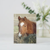 Sugarman's Lynx Briefkaart (Staand voorkant)