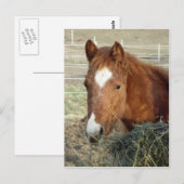 Sugarman's Lynx Briefkaart (Voorkant / Achterkant)