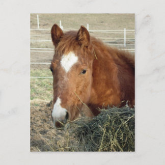 Sugarman's Lynx Briefkaart