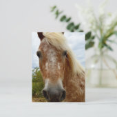 Sugar's Stride: De genade van de Appaloosa Briefkaart (Staand voorkant)