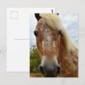 Sugar's Stride: De genade van de Appaloosa Briefkaart (Voorkant / Achterkant)