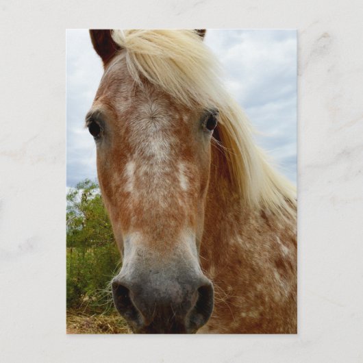 Sugar's Stride: De genade van de Appaloosa Briefkaart (Voorkant)