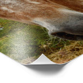 Sugar's Stride: De genade van de Appaloosa Foto Afdruk (Hoek)