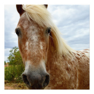 Sugar's Stride: De genade van de Appaloosa Foto Afdruk