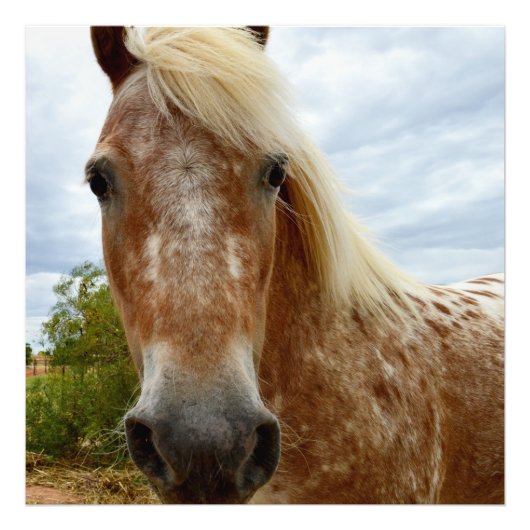 Sugar's Stride: De genade van de Appaloosa Foto Afdruk (Voorkant)