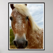 Sugar's Stride: De genade van de Appaloosa Poster (Voorkant)