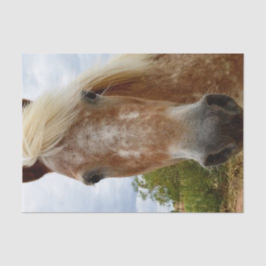Sugar's Stride: De genade van de Appaloosa Tissuepapier (Voorkant)