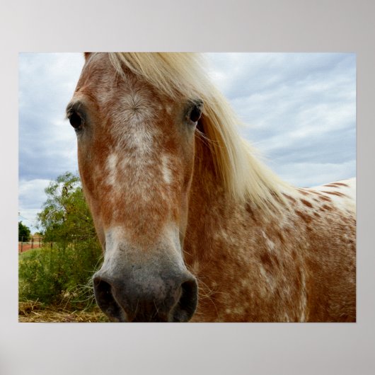 Suiker de Appaloosa-paarden, Poster (Voorkant)