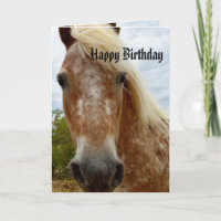 Suiker de Appaloosa-paardendag