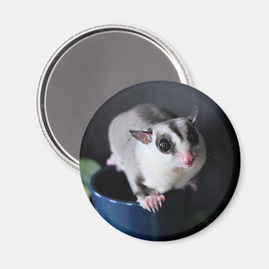 Suiker Glider Magnet (Voorkant / Achterkant)