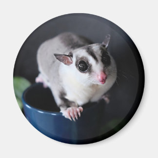 Suiker Glider Magnet
