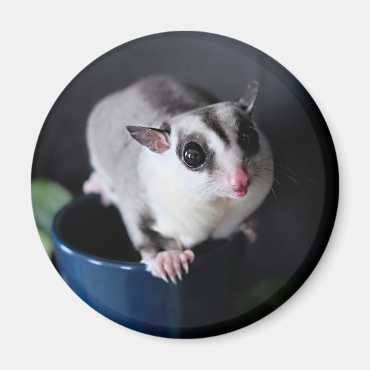 Suiker Glider Magnet (Voorkant)