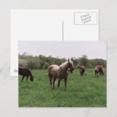 Suiker, Sky, Lady & Harley-Briefkaart Briefkaart (Voorkant / Achterkant)