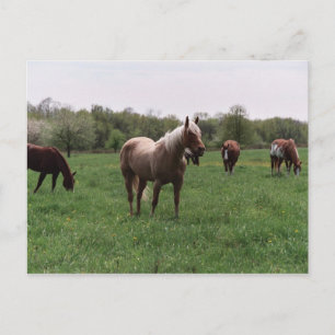 Suiker, Sky, Lady & Harley-Briefkaart Briefkaart