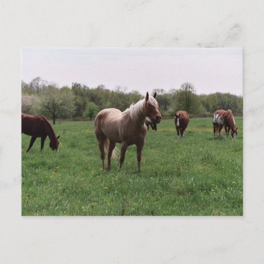 Suiker, Sky, Lady & Harley-Briefkaart Briefkaart (Voorkant)