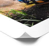 Suiker vrachtwagen poster (Hoek)