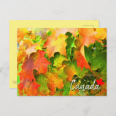 Suikeraple lekt veranderende kleur in het najaar v briefkaart (Voorkant / Achterkant)