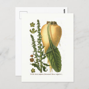 Suikerbiet  Botanische Illustratie Briefkaart