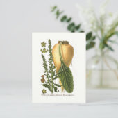 Suikerbiet  Botanische Illustratie Briefkaart (Staand voorkant)