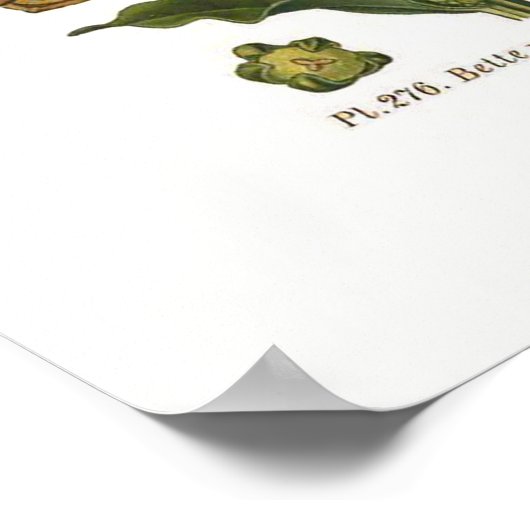 Suikerbiet  Botanische Illustratie Poster (Hoek)