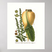 Suikerbiet  Botanische Illustratie Poster (Voorkant)