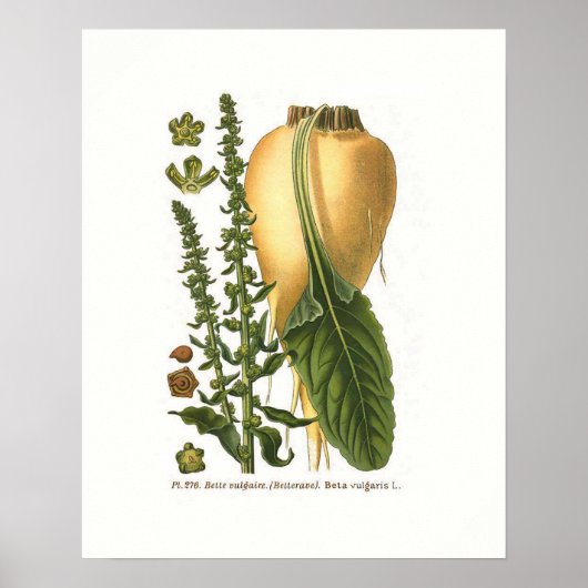 Suikerbiet  Botanische Illustratie Poster (Voorkant)