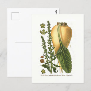 Suikerbiet Vintage Botanische Illustratie Briefkaart