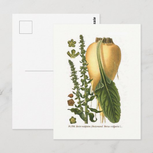 Suikerbiet Vintage Botanische Illustratie Briefkaart (Voorkant / Achterkant)