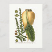 Suikerbiet Vintage Botanische Illustratie Briefkaart (Voorkant)
