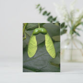 Suikerboomvruchten (acer saccharum) briefkaart (Staand voorkant)