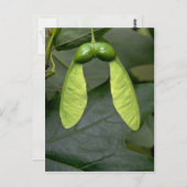 Suikerboomvruchten (acer saccharum) briefkaart (Voorkant / Achterkant)