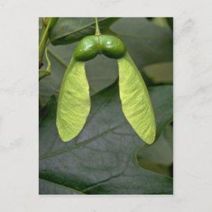 Suikerboomvruchten (acer saccharum) briefkaart