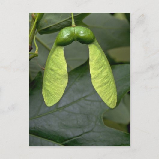 Suikerboomvruchten (acer saccharum) briefkaart (Voorkant)