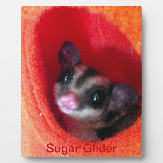 Suikereekhoorn in oranje hangbed fotoplaat (Voorkant)