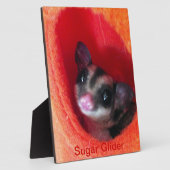 Suikereekhoorn in oranje hangbed fotoplaat (Zijkant)