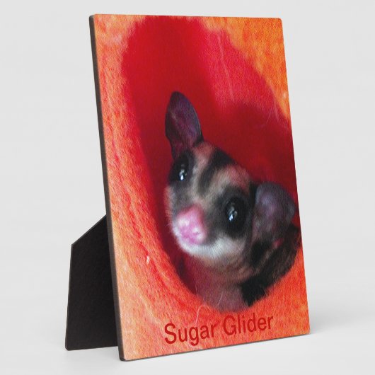 Suikereekhoorn in oranje hangbed fotoplaat (Zijkant)