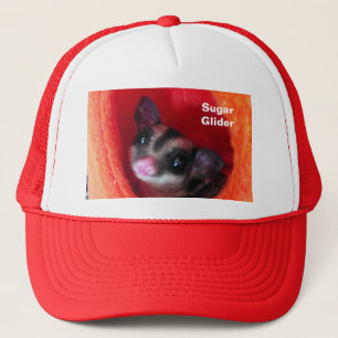Suikereekhoorn in oranje hangend bed trucker pet