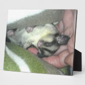 Suikereekhoorn Slaapt in Deken Fotoplaat (Zijkant)