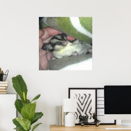 Suikereekhoorn Slaapt in Dekentje Poster