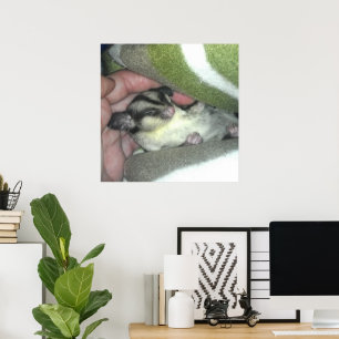 Suikereekhoorn Slaapt in Dekentje Poster